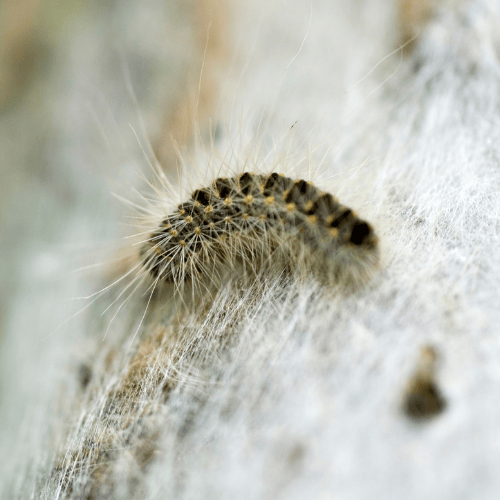 Traitement chenilles processionnaires à Chartres | Ô Punaise