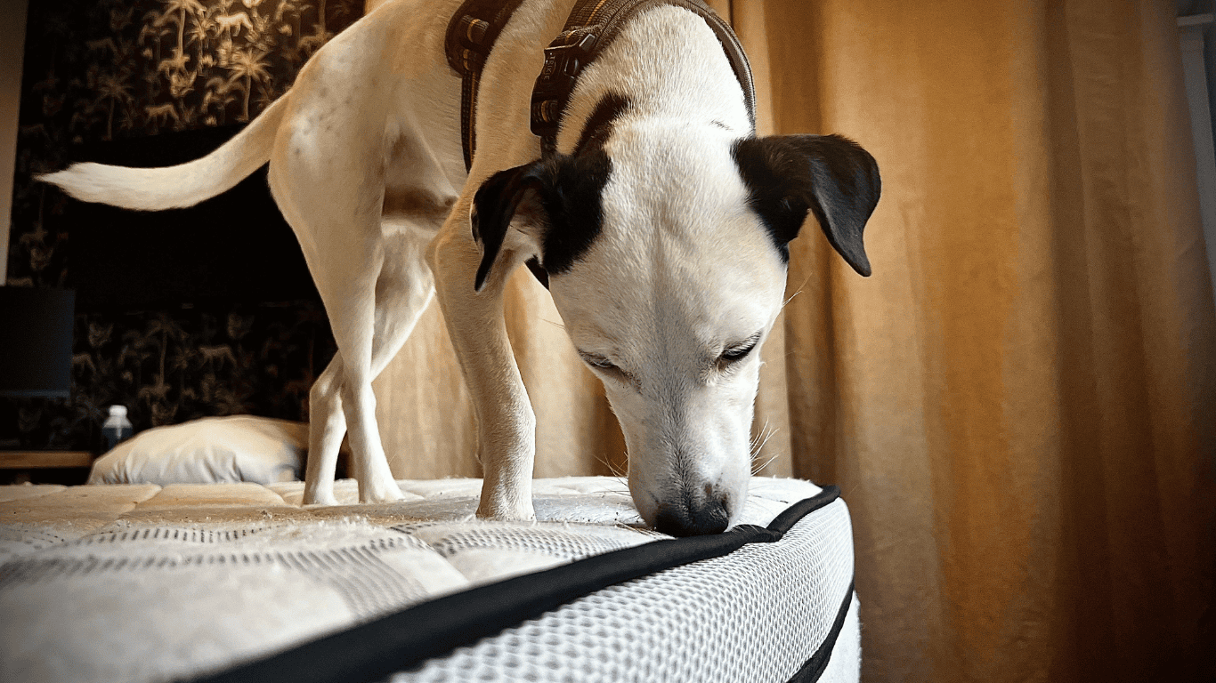 Détection canine de punaises de lit chartres