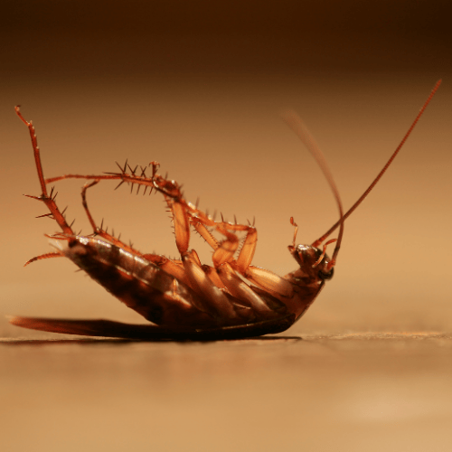 Traitement des blattes et cafards à Chartres, Dreux, Orléans, Rouen | Ô Punaise