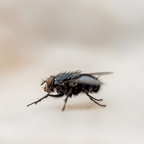 Désinsectisation insectes volants à Chartres | Ô Punaise