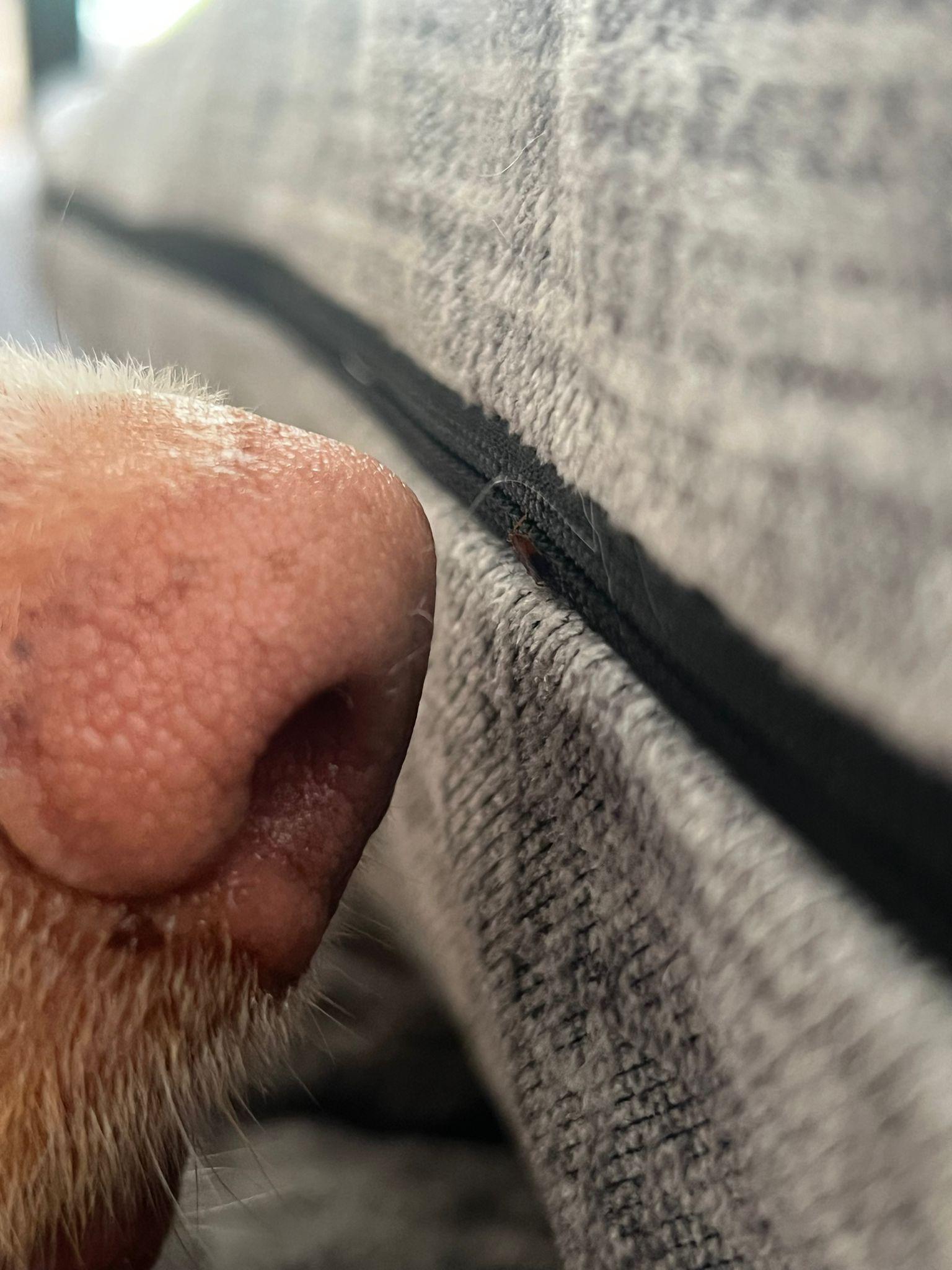 Détection canine de punaises de lit chartres