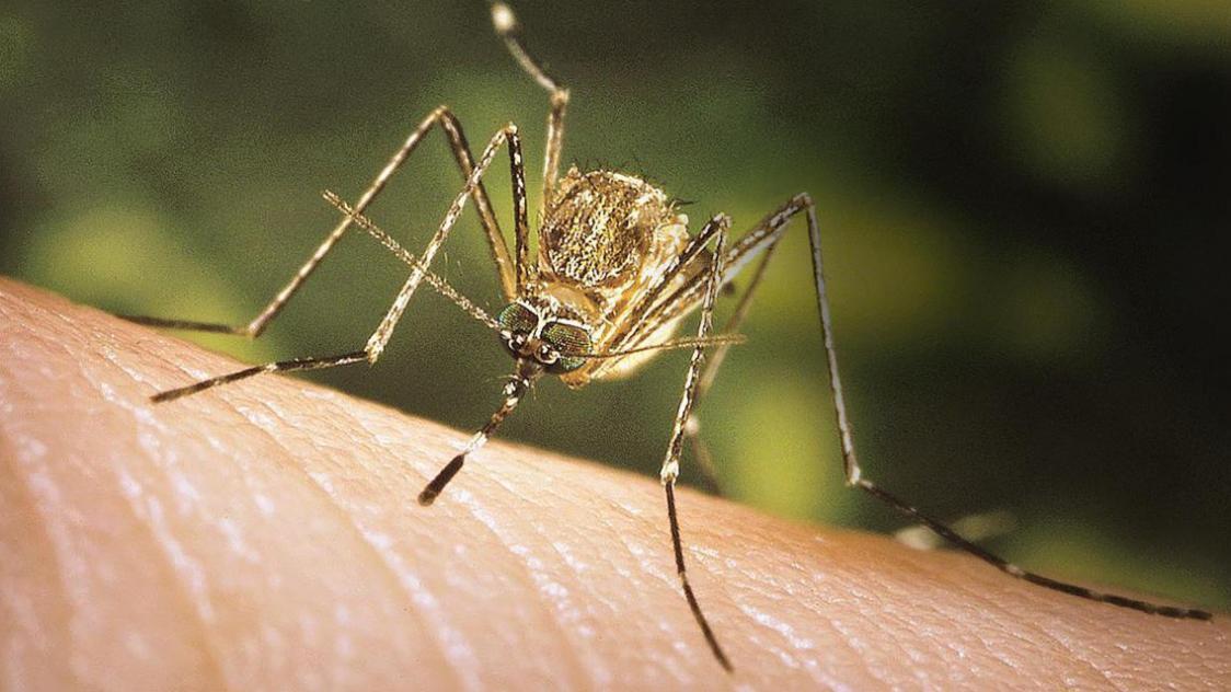 traitement contre les moustique dreux