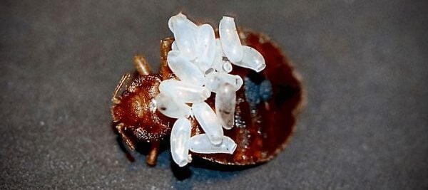 traitement contre les punaises de lit chartres 