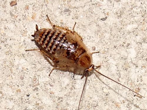 blatte désinsectisation chartres