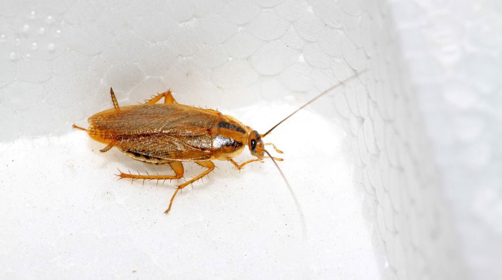 désinsectisation cafard chartres