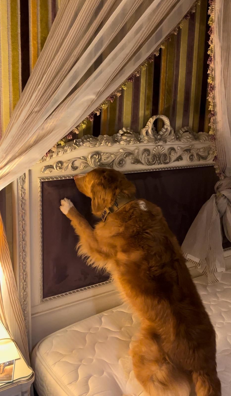 Détection canine de punaises de lit dreux