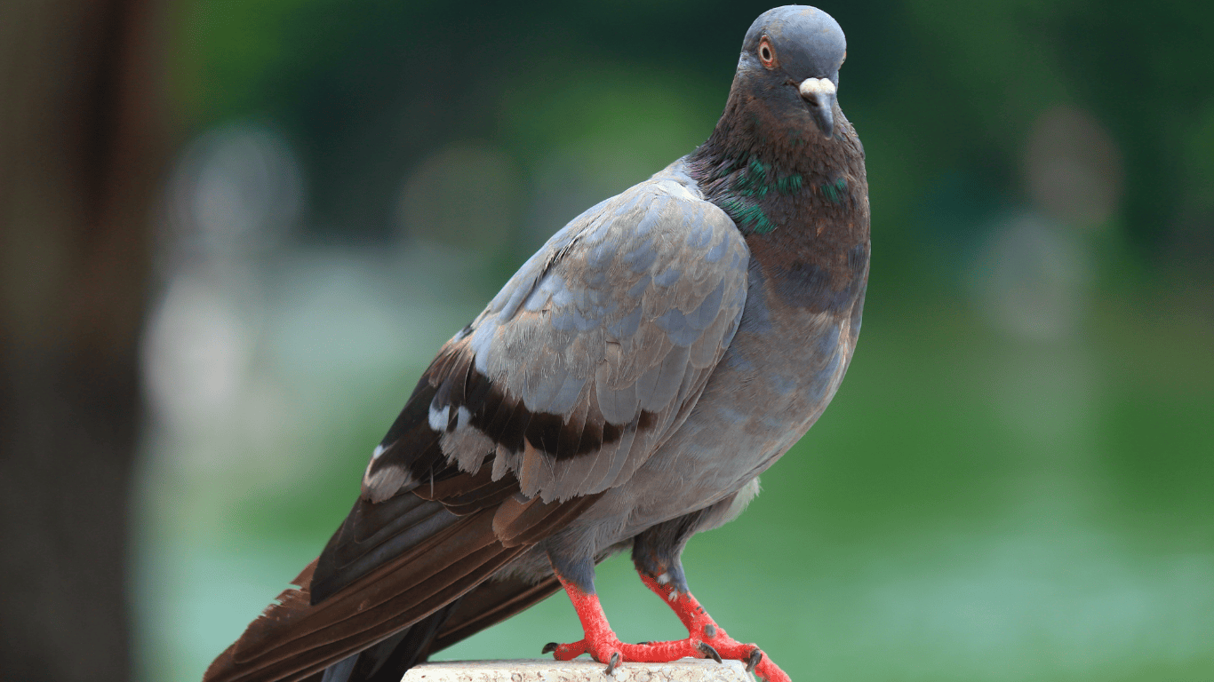 Dépigeonnage chartre