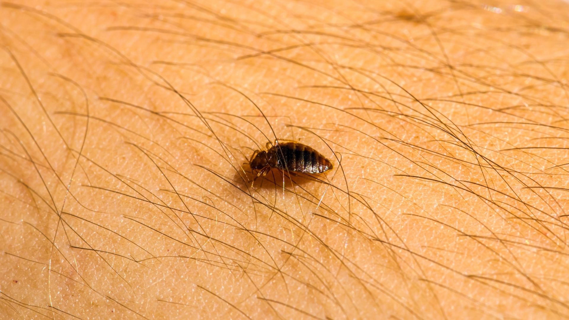 Désinsectisation punaises de lit dreux