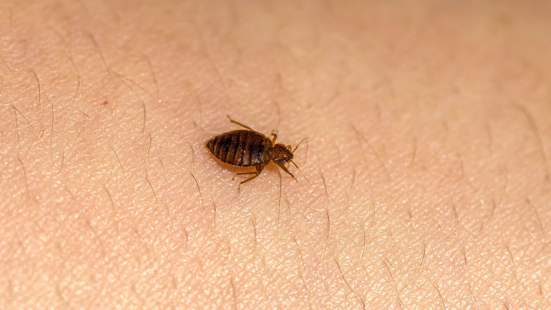 Exterminateur de punaises de lit chartres
